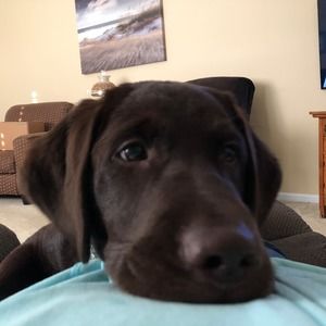 Meet your Posher, Harriett